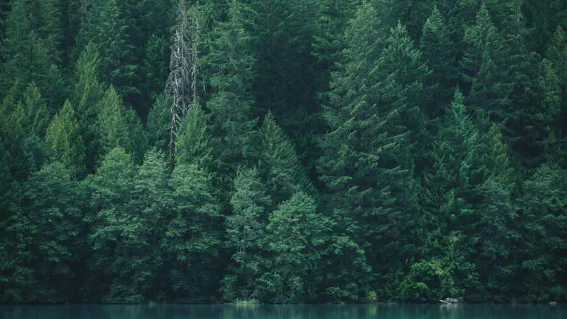 Forest vegetation increased across China’s carbon offset projects and positively impacted neighboring areas